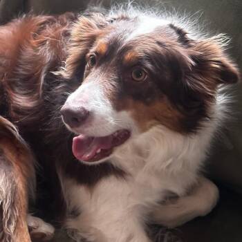 Border Collie Dogs Available for Adoption - Miley | PetCurious