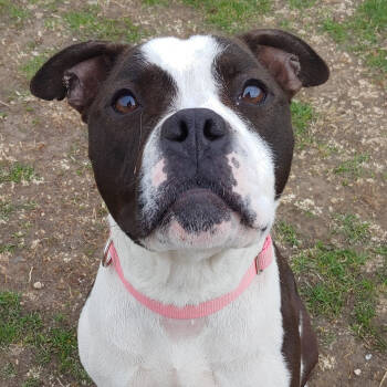 Rescue Mixed Breed Dogs for Adoption in Yankton, South Dakota - Myrtle | PetCurious