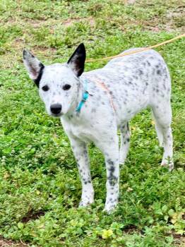 Cattle Dog and Mixed Breed Dogs Available for Adoption in Cape Coral, Florida - Sovereignty | PetCurious