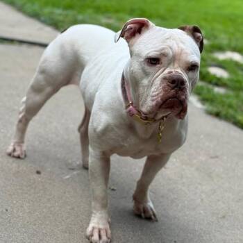 Rescue English Bulldog and Mixed Breed Dogs for Adoption in West Allis, Wisconsin - Darla | PetCurious