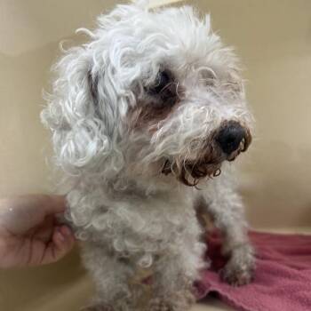 Bichon Frise and Mixed Breed Dogs Available for Adoption in Lyndhurst, Virginia - Bitsy | PetCurious
