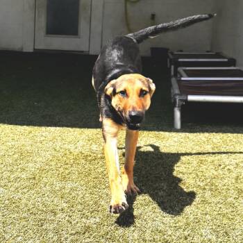 CASSIDY 4516 -  German Shepherd Dog Dog for Adoption in Loxahatchee Groves, Florida - CASSIDY 4516 | PetCurious