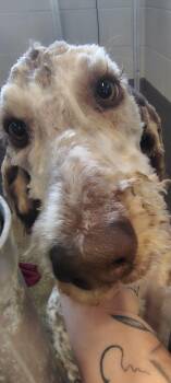 Meyer -  Standard Poodle Dog for Adoption in Taylorsville, Kentucky - Meyer | PetCurious