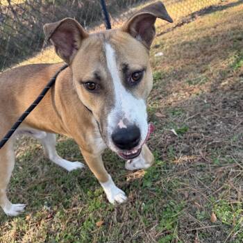 Rescue Terrier and Shepherd Dogs for Adoption in Lancaster, South Carolina - Jared | PetCurious