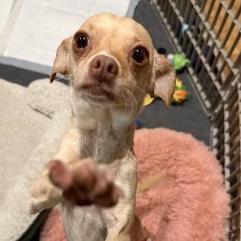 Chihuahua Dogs Available for Adoption in Temecula, California - Bonnie | PetCurious