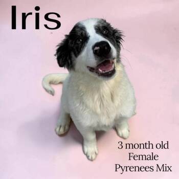 Iris -  Great Pyrenees Dog for Adoption in Nicholasville, Kentucky - Iris | PetCurious