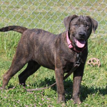 Fennel -  Mastiff and Mixed Breed Dog for Adoption in Cleveland, Mississippi - Fennel | PetCurious