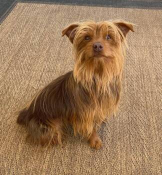 Yorkshire Terrier Dogs Available for Adoption in Salamanca, New York - Tuff | PetCurious