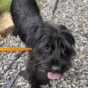 MIlo H 26111 -  Cocker Spaniel and Miniature Schnauzer Dog for Adoption in Parker, Colorado - MIlo H 26111 | PetCurious