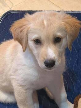 Joye -  Terrier Dog for Adoption in Candler, North Carolina - Joye | PetCurious
