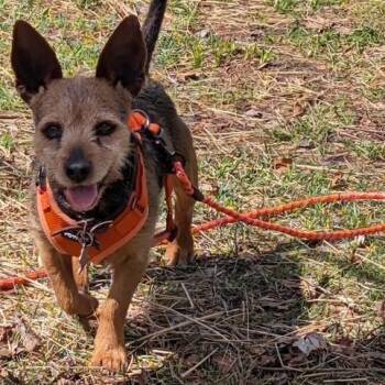 Terrier Dogs Available for Adoption in Williston, Vermont - Chico | PetCurious