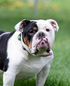 English Bulldog Dogs Available for Adoption in Farmington, Minnesota - Petey | PetCurious