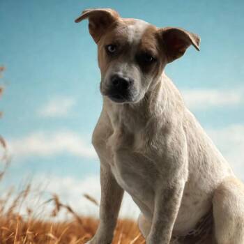 Simon -  Terrier and Mixed Breed Dog for Adoption in Fairfax Station, Virginia - Simon | PetCurious