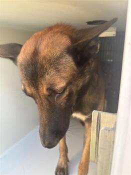 A662105 -  Belgian Shepherd Malinois Dog for Adoption in Houston, Texas - A662105 | PetCurious