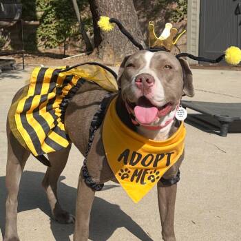 Rescue Pit Bull Terrier Dogs for Adoption in Los Angeles, California - Shasta | PetCurious