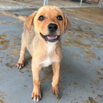Foster Puppies -  Terrier and Labrador Retriever Dog for Adoption in Oswego, Illinois - Foster Puppies | PetCurious