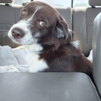 Australian Shepherd Dogs Available for Adoption in Huntsville, Alabama - Chance | PetCurious