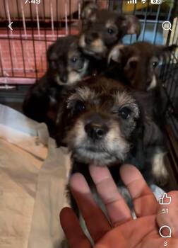 Rex -  Miniature Schnauzer and Miniature Pinscher Dog for Adoption in Gainesville, Virginia - Rex | PetCurious