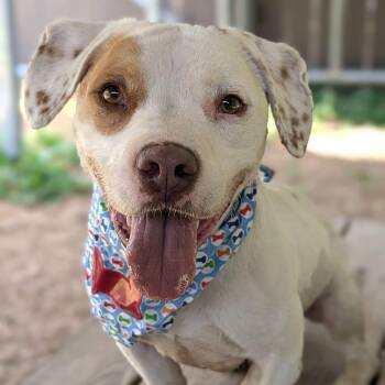 Traveler -  Mixed Breed Dog for Adoption - Traveler | PetCurious
