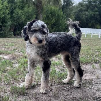 Thor -  Mixed Breed Dog for Adoption in Sarasota, Florida - Thor | PetCurious