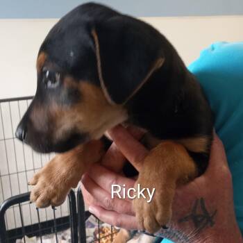 Beagle Dogs Available for Adoption in Maynardville, Tennessee - Ricky | PetCurious
