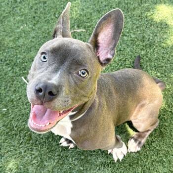Pit Bull Terrier Dogs Available for Adoption in Los Angeles, California - Sawyer A5778192 | PetCurious