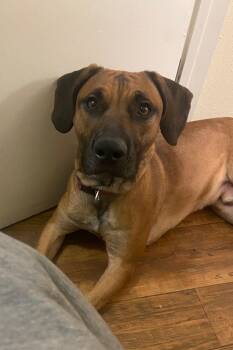 Boxer and German Shepherd Dog Dogs Available for Adoption in Phoenix, Arizona - COURTESY POST ROSCO COURTSEY POST | PetCurious