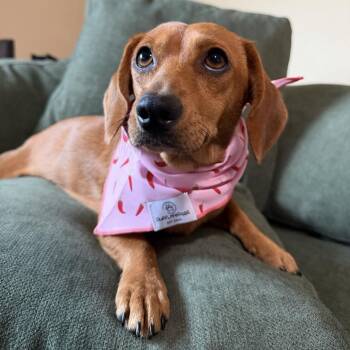 Bridget -  Dachshund Dog for Adoption in Pflugerville, Texas - Bridget | PetCurious