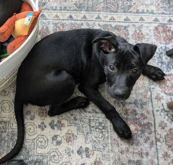 Mary Jane -  American Staffordshire Terrier Dog for Adoption in Logan, Utah - Mary Jane | PetCurious