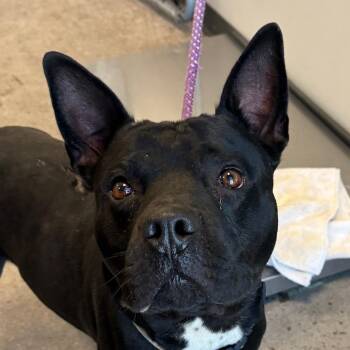 Butch Angel Martinez -  Mixed Breed Dog for Adoption in Las Cruces, New Mexico - Butch Angel Martinez | PetCurious