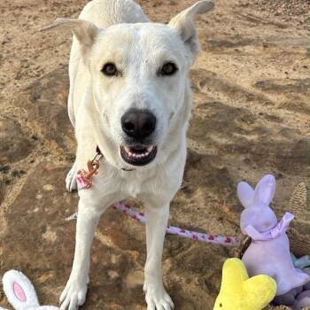 Mixed Breed Dogs Available for Adoption - Sugar | PetCurious