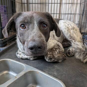 Orange -  Cattle Dog Dog for Adoption in Anderson, Texas - Orange | PetCurious