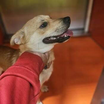 Puffy -  Cardigan Welsh Corgi and Mixed Breed Dog for Adoption in Kansas City, Missouri - Puffy | PetCurious
