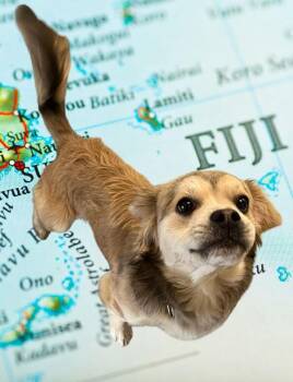 Spaniel Dogs Available for Adoption in Salem, Oregon - Fiji | PetCurious