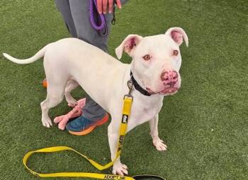 Rescue Pit Bull Terrier Dogs for Adoption in Las Vegas, Nevada - MUSHROOM CHICKEN | PetCurious