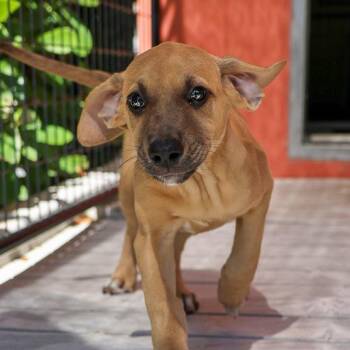 Puddles -  Hound and Mixed Breed Dog for Adoption in Bradenton, Florida - Puddles | PetCurious
