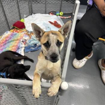 Australian Cattle Dog Blue Heeler Dogs Available for Adoption in Shorewood, Illinois - Suzette | PetCurious