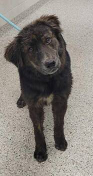 Mixed Breed Dogs Available for Adoption in Kansas City, Missouri - Braxton | PetCurious