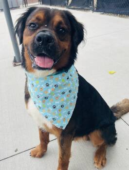 Rescue Setter and Pit Bull Terrier Dogs for Adoption in Eighty Four, Pennsylvania - Merle | PetCurious