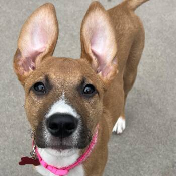 Wendy -  Boxer Dog for Adoption in Shakopee, Minnesota - Wendy | PetCurious