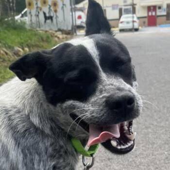 Australian Cattle Dog Blue Heeler Dogs Available for Adoption in Newport, Tennessee - Bandit | PetCurious