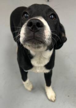 Bo -  Hound Dog for Adoption in Hartsville, South Carolina - Bo | PetCurious