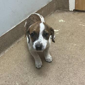 Banjo -  Mixed Breed Dog for Adoption in Chattanooga, Tennessee - Banjo | PetCurious
