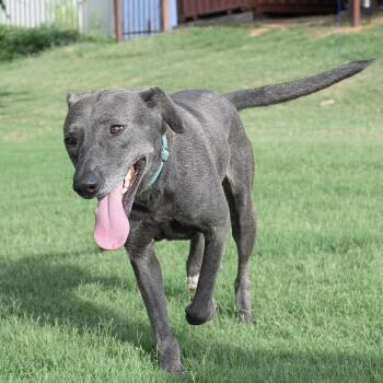SASHA -  Pit Bull Terrier and Bulldog Dog for Adoption in Weatherford, Texas - SASHA | PetCurious