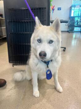 Pippet (ID 51971) -  Husky Dog for Adoption in Manassas, Virginia - Pippet (ID 51971) | PetCurious