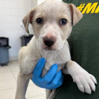 Terrier Dogs Available for Adoption - Loca | PetCurious