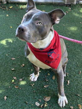 Rescue Pit Bull Terrier Dogs for Adoption in Pompano Beach, Florida - Jett | PetCurious