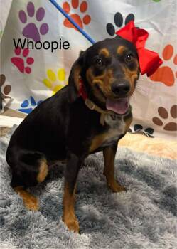 Rescue Hound Dogs for Adoption in Elizabethtown, Pennsylvania - Whoopie | PetCurious