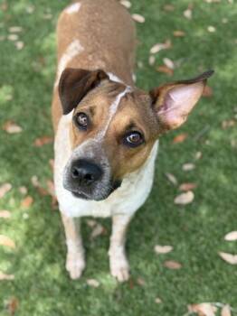 Mixed Breed Dogs Available for Adoption in Daytona Beach, Florida - Cortana - 1 | PetCurious