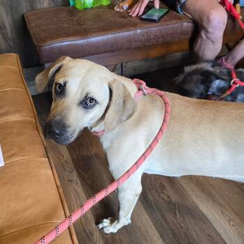 Rescue Mixed Breed Dogs for Adoption in Hinesville, Georgia - Minnow | PetCurious